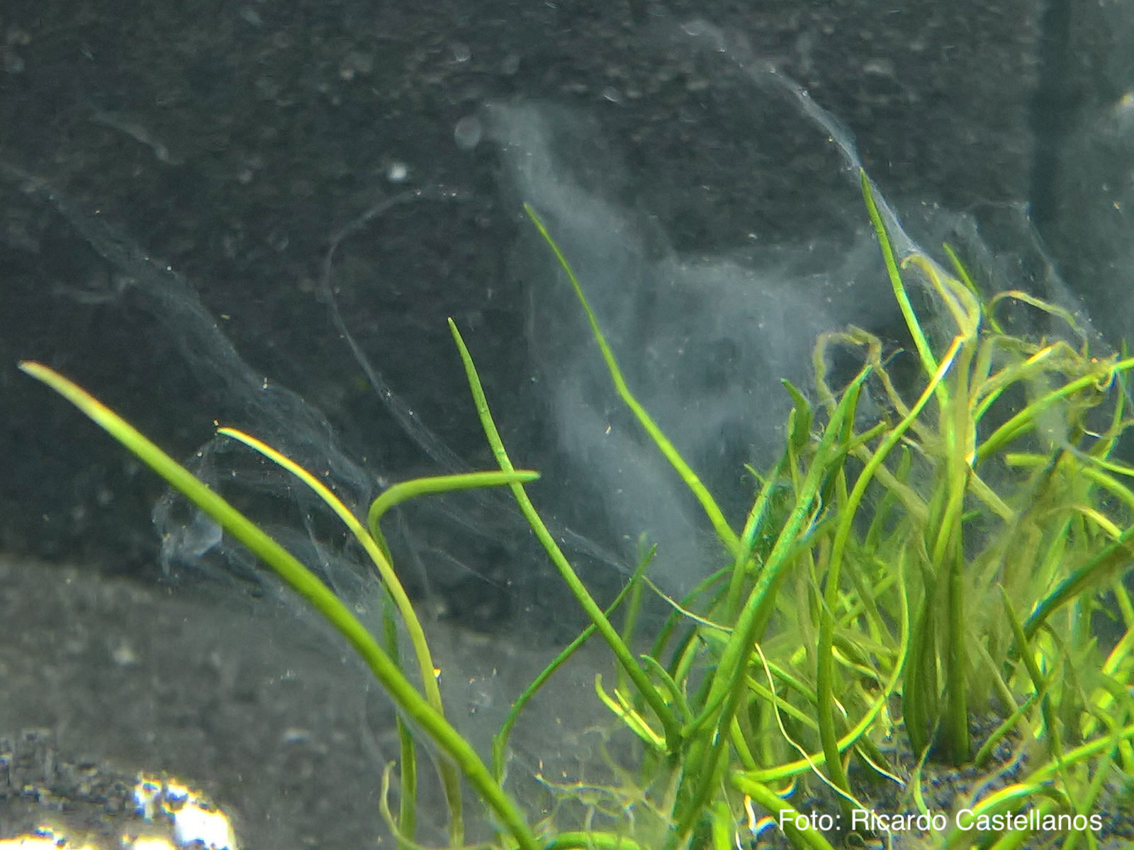 Bakterienrasen und Abwasserpilz im Aquarium | WIKI