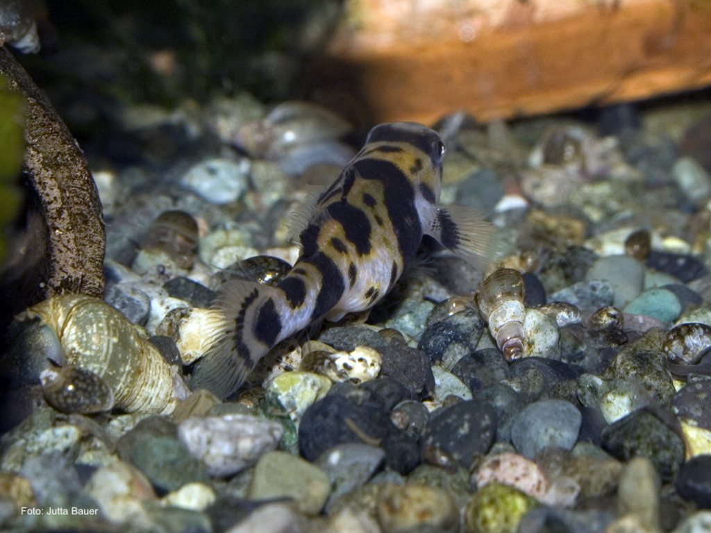 Brachygobius cf aggregatus