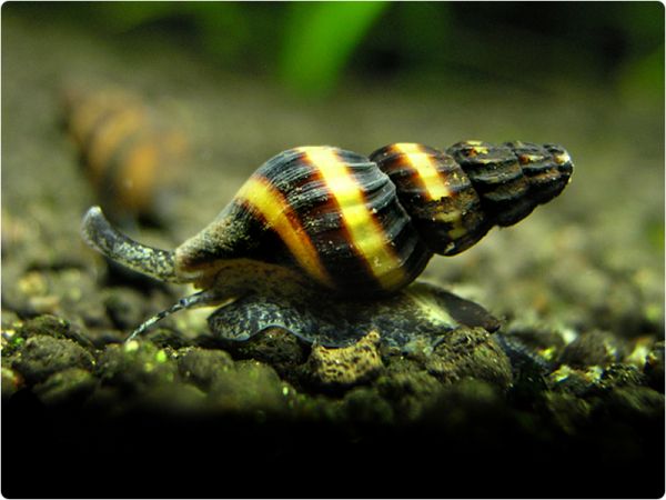 Raubschnecke