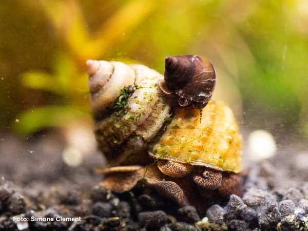 Pianoschnecke, Pinselalgenschnecke - Taia naticoides