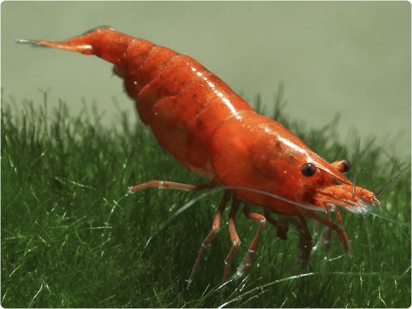 Neocaridina davidi var. Red Sakura - Neocaridina davidi 