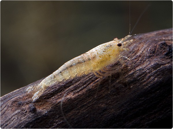 Snow Bee / Snow White Bee - Caridina logemanni