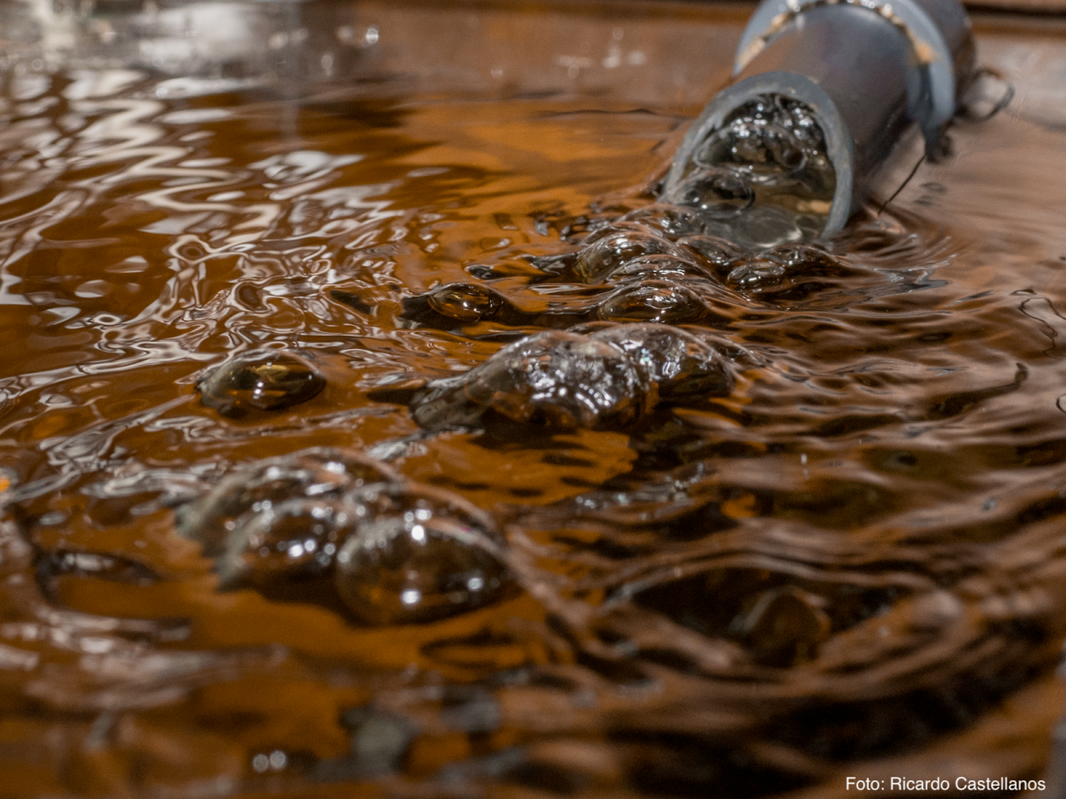 Lufthebefilter im Aquarium WIKI