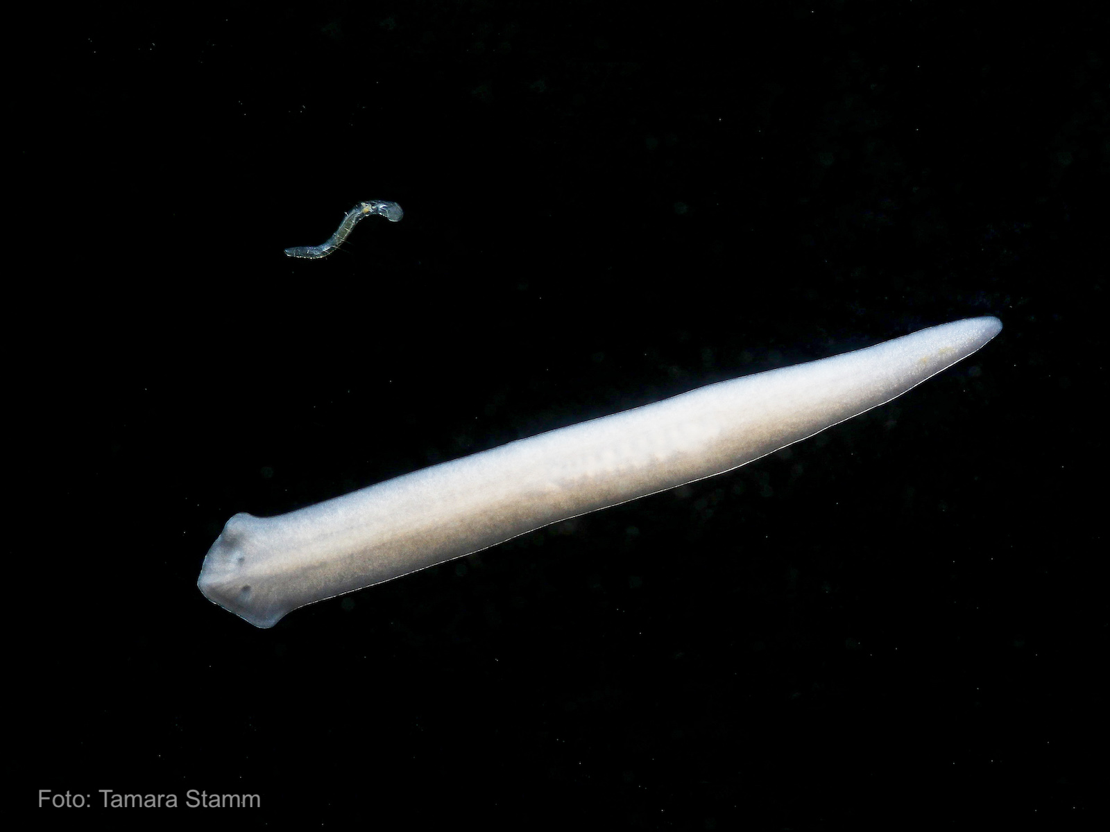 a platyhelminthes lárva stádiumai