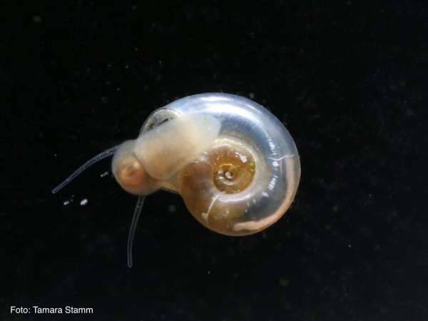 Tellerschnecken - Anisus sp.