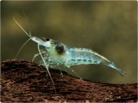 Neocaridina davidi - -Blue Jelly