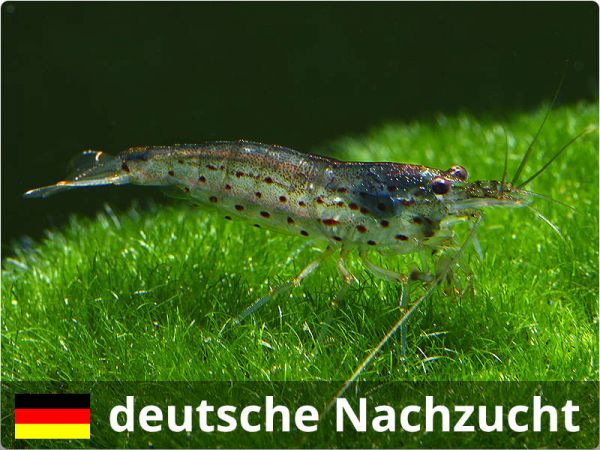 Amanogarnele, deutsche Nachzucht (Caridina japonica multidentata)