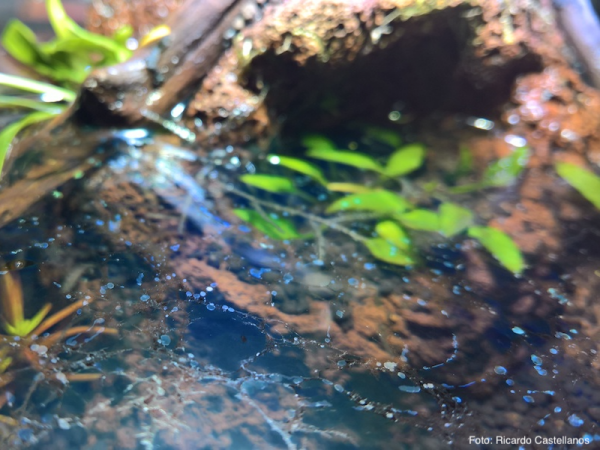 Der Biofilm im Aquarium