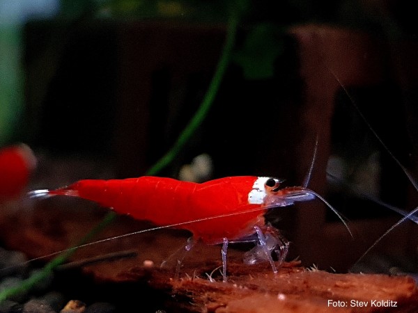 Santa (Variante der Super Crystal Red - SCR) - Caridina logemanni