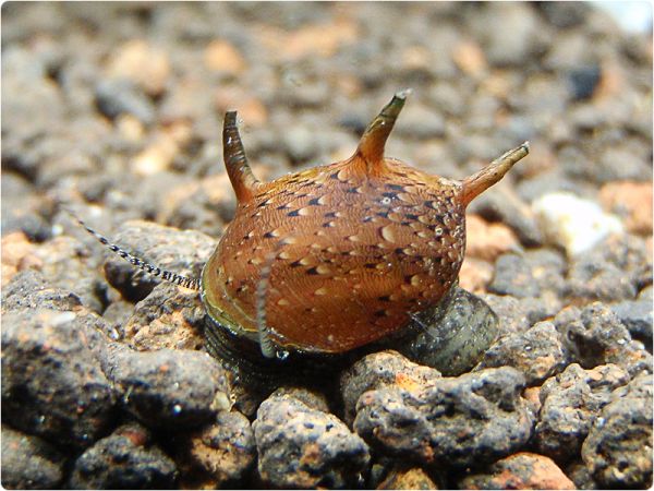 Geweihschnecke (bunt)