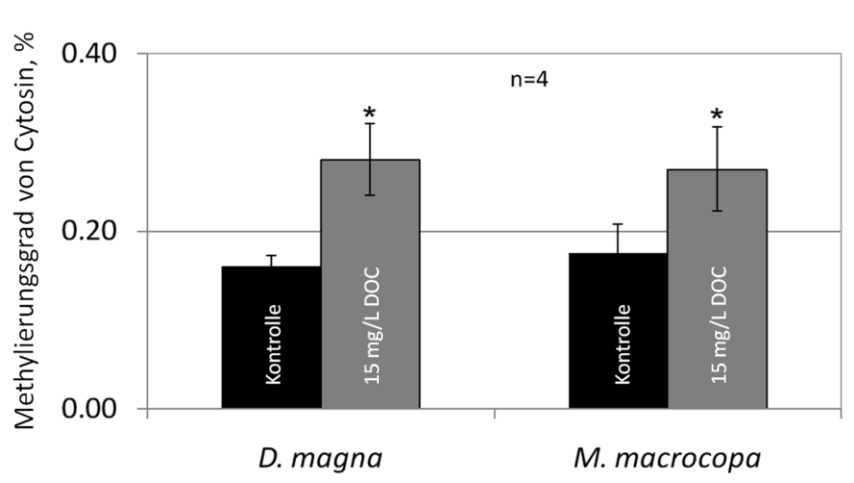 Erhöhte Methylgehalte am Cytosin vor Guanin in Daphnia magna