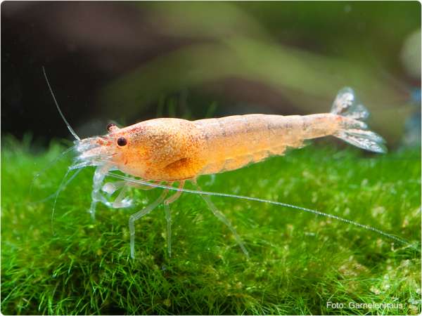 Red Bolt - Caridina sp.