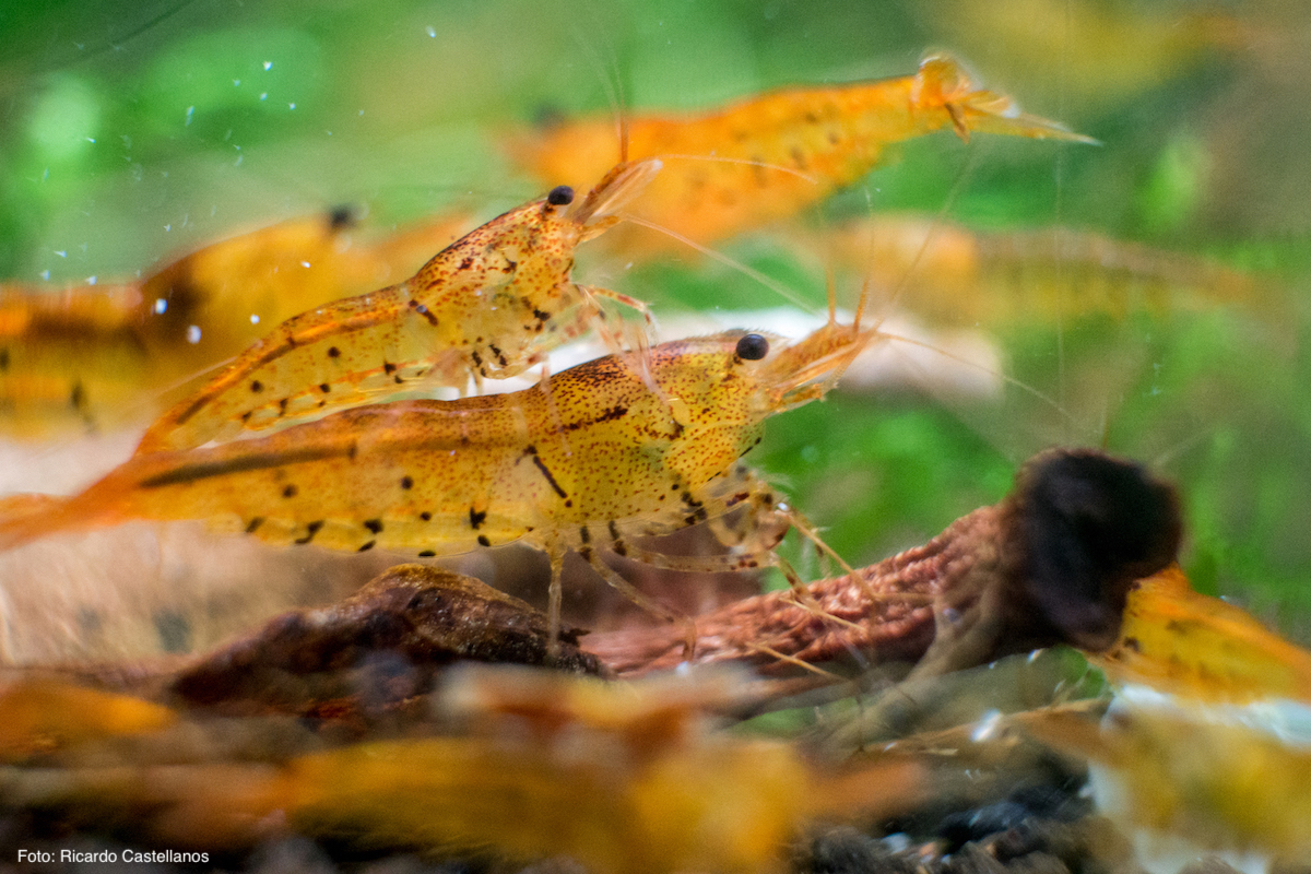 Caridina cantonensis Tangerine Tiger