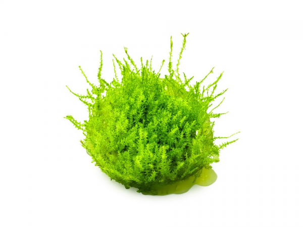 Leptodictyum riparium 1-2-Grow!