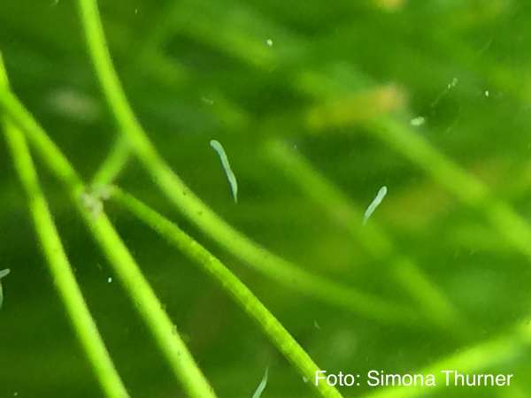 Helle Scheibenwürmer - Stenostomum sp., Ordnung Catenulida