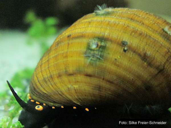 Caobangia sp. - Caobangia sp.