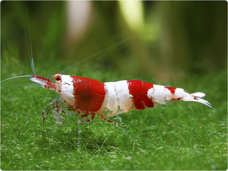 Cantonensis sp красный/черный кристалл. креветки ред фаер. креветки черри. креветка красный кристалл. креветки амано красные.