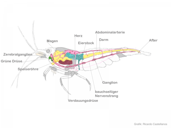 Innere Anatomie bei Garnelen
