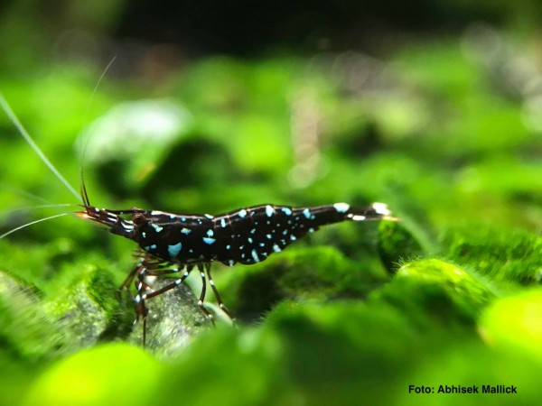 Kardinalsgarnele "Galaxy Sulawesi" - Caridina dennerli