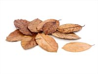 GH-GOODS :: Jackfruit Blätter, 10 Stk. GH-GOODS :: Jackfruit Blätter, 10 Stk.