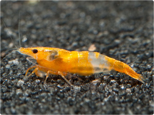 Neocaridina davidi var. Orange Rili - Neocaridina davidi 