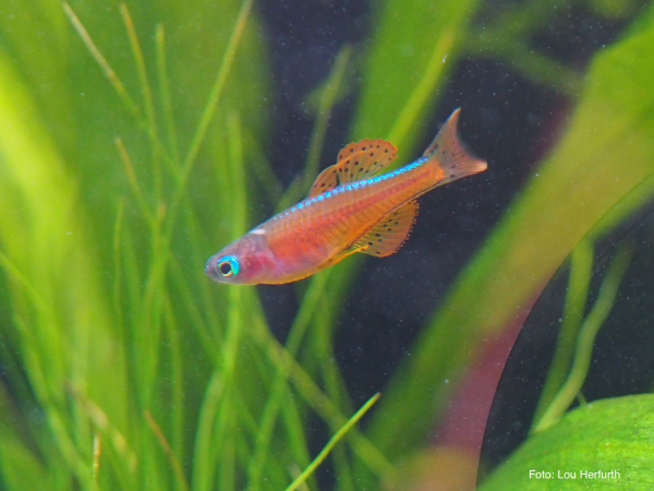 Pseudomugil sp. Red Neon, „Red Paskai“ - Pseudomugil luminatus