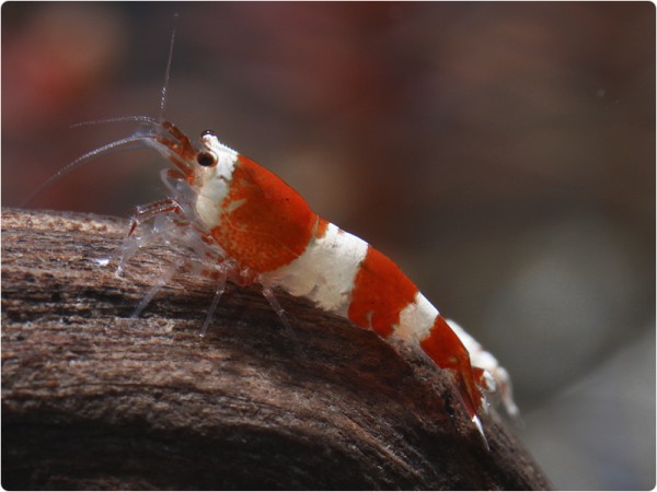 Red Bee / Crystal Red Garnele - Caridina logemanni var. red