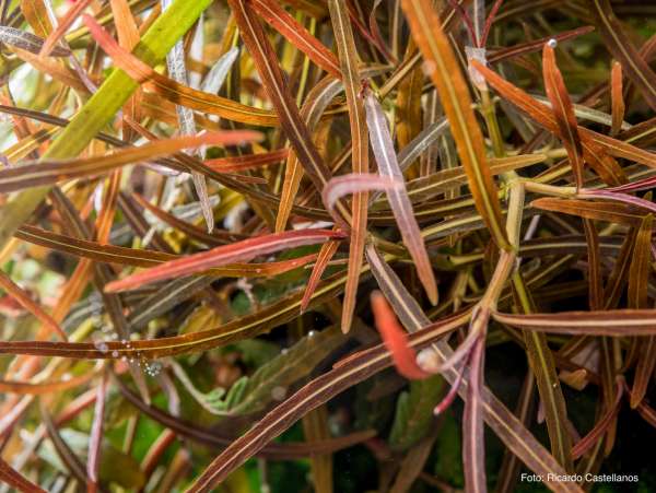 Spurenelemente im Aquarium