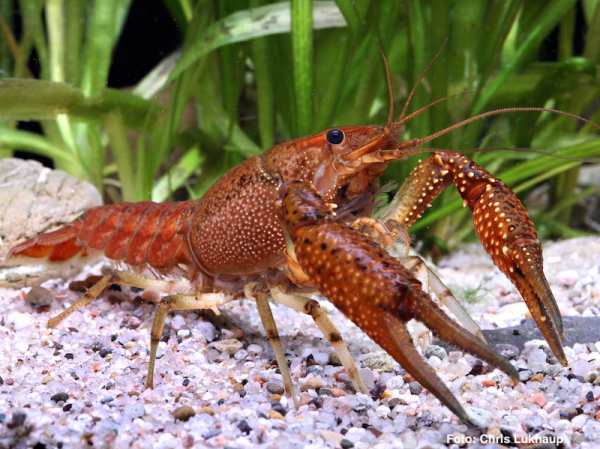 Floridakrebs - Procambarus alleni