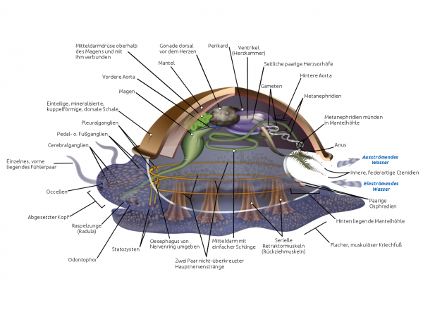 Die Anatomie von Wasserschnecken