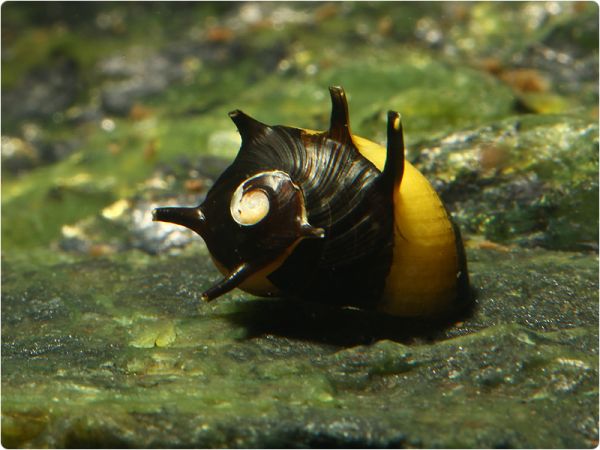 Geweihschnecke (schwarz/gelb)