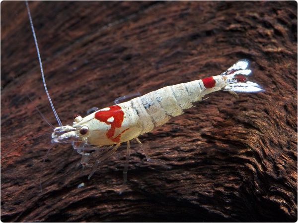 Crystal Red / Red Bee - K10