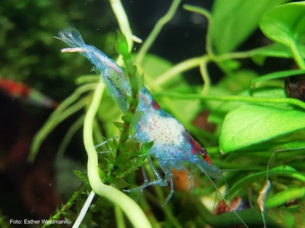 Neocaridina davidi var. "Blue Red Rili" - Neocaridina davidi 