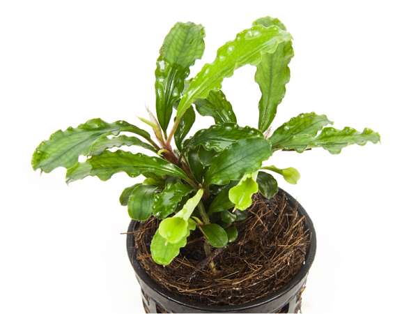 Bucephalandra sp. "Wavy Leaf" - Bucephalandra pygmaea