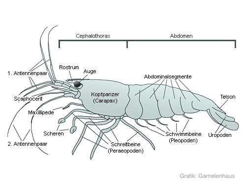 Die äußere Anatomie der Garnelen