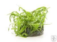 Tropica Heteranthera zosterifolia 1-2-Grow! B-Ware
