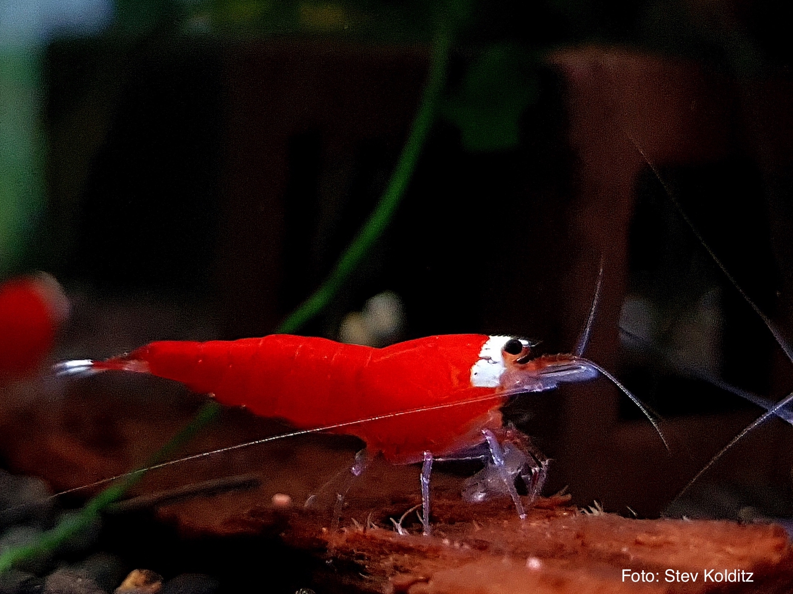 Caridina logemanni - Santa