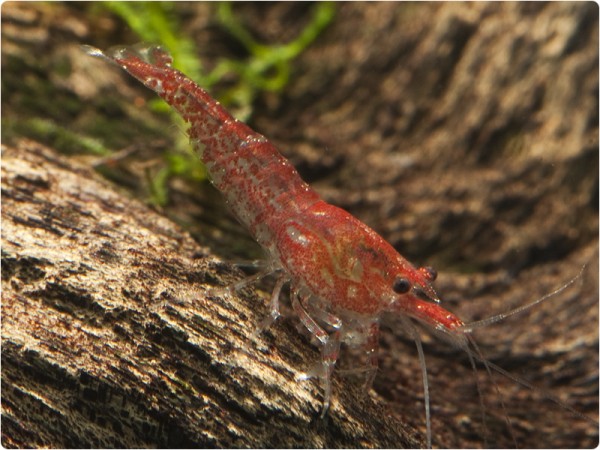 Neocaridina davidi var. Red Fire - Neocaridina davidi 