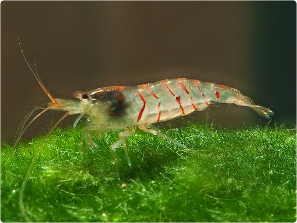 Rote Tigergarnele
