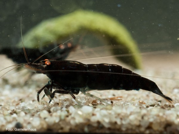 Schwarze Tigergarnele OE - Caridina mariae 