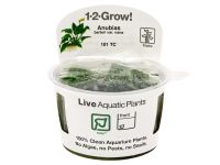 Tropica :: Anubias barteri var. nana 1-2-Grow! Tropica :: Anubias barteri var. nana 1-2-Grow!