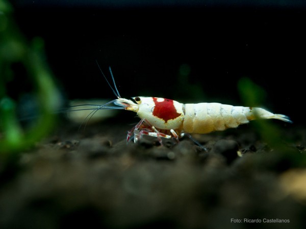 Pure Red Line (PRL) - Caridina logemanni