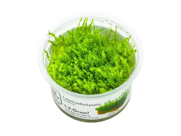 Leptodictyum riparium 1-2-Grow!