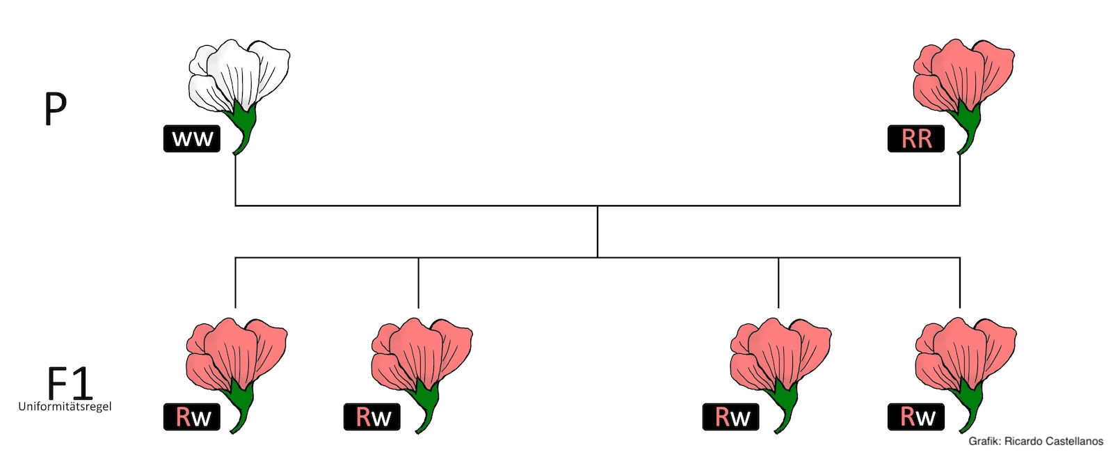 Mendelsche Regeln Wiki