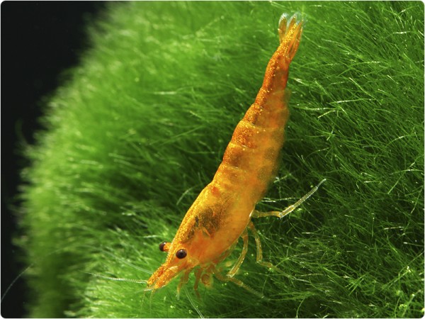 Neocaridina davidi var. Orange Sakura - Neocaridina davidi 