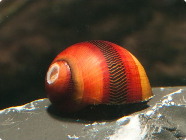 Rote Rennschnecke