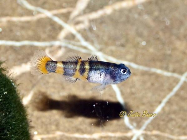 Goldringelgrundeln (Brachygobius spp.) züchten