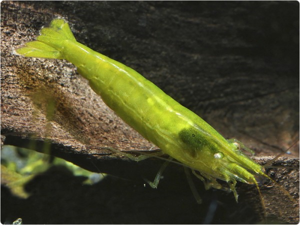 Giftgrüne Zwerggarnele - Caridina cf. babaulti 