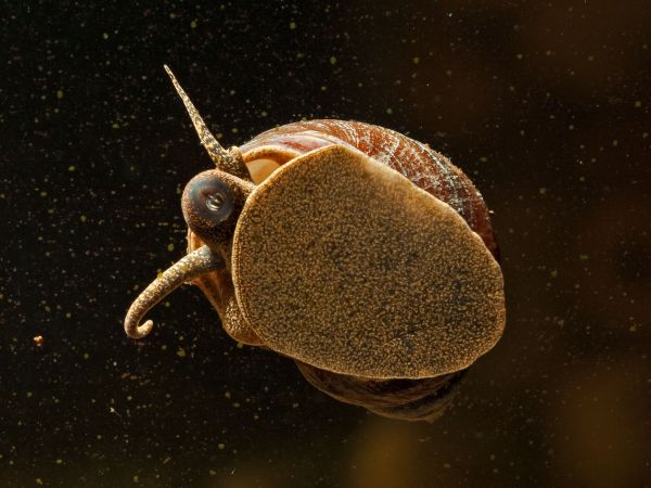 Pianoschnecke - Pinselalgenschnecke Taia naticoides