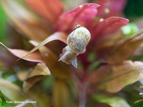 Kleine Schlammschnecke - Radix sp.